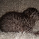 Mau, silver Male #2, DOB 8-9-20