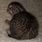 Mau, silver Male #2, DOB 8-9-20