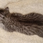 Mau, silver Male #2, DOB 8-9-20