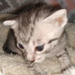 Mau, silver Male #2, DOB 8-9-20