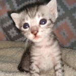 Mau, silver Male #2, DOB 8-9-20