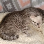 Mau, silver Male #2, DOB 8-9-20