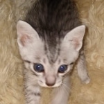 Mau, silver Male #2, DOB 8-9-20