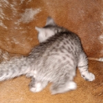 Mau, silver Male #2, DOB 8-9-20