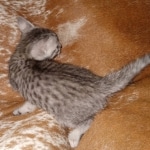 Mau, silver Male #2, DOB 8-9-20