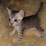 Mau, silver Male #2, DOB 8-9-20