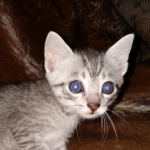 Mau, silver Male #2, DOB 8-9-20