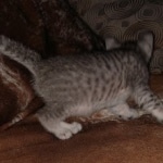 Mau, silver Male #2, DOB 8-9-20