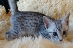 Prince Sterling, Egyptian Mau, Silver, Male #2, DOB 9-15-19