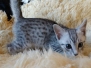 Prince Sterling, Egyptian Mau, Silver, Male #2, DOB 9-15-19