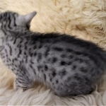 Prince Sterling, Egyptian Mau, Silver, Male #2, DOB 9-15-19