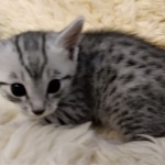 Prince Sterling, Egyptian Mau, Silver, Male #2, DOB 9-15-19