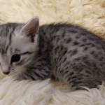 Prince Sterling, Egyptian Mau, Silver, Male #2, DOB 9-15-19