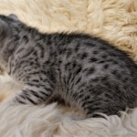 Prince Sterling, Egyptian Mau, Silver, Male #2, DOB 9-15-19