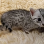 Prince Sterling, Egyptian Mau, Silver, Male #2, DOB 9-15-19