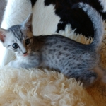 Prince Sterling, Egyptian Mau, Silver, Male #2, DOB 9-15-19