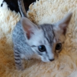 Prince Sterling, Egyptian Mau, Silver, Male #2, DOB 9-15-19