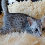 Prince Sterling, Egyptian Mau, Silver, Male #2, DOB 9-15-19