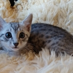 Prince Sterling, Egyptian Mau, Silver, Male #2, DOB 9-15-19