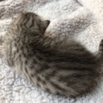 Egyptian Mau, Silver, Male #2, DOB 9-15-19