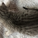 Egyptian Mau, Silver, Male #2, DOB 9-15-19