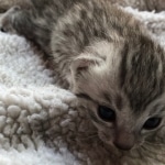 Egyptian Mau, Silver, Male #2, DOB 9-15-19