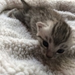 Egyptian Mau, Silver, Male #2, DOB 9-15-19