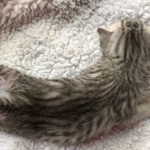 Egyptian Mau, Silver, Male #2, DOB 9-15-19