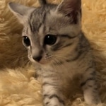 Prince Sterling, Egyptian Mau, Silver, Male #2, DOB 9-15-19