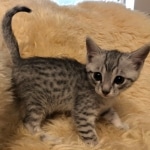 Prince Sterling, Egyptian Mau, Silver, Male #2, DOB 9-15-19