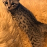 Prince Sterling, Egyptian Mau, Silver, Male #2, DOB 9-15-19
