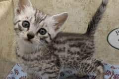 Kohl Egyptian Mau Silver Male #2 DOB 9-19-23