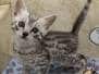 Kohl Egyptian Mau Silver Male #2 DOB 9-19-23