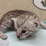 Silver-mau-male-2-DOB-9-19-23