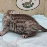 silver-male-Mau-2-DOB-9-19-23-b