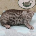 silver-male-mau-2-DOB-9-19-23-a