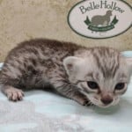 silver-male-mau-2-DOB-9-19-23-c