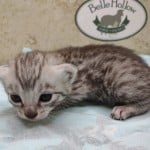 silver-male-mau-2-DOB-9-19-23-d