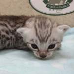 silver-male-mau-2-DOB-9-19-23