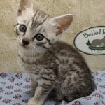 Mau- silver Male