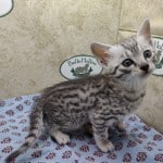 Mau- silver Male
