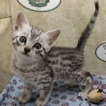 Mau- silver Male