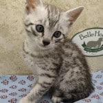Mau- silver Male