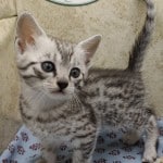 Mau- silver Male
