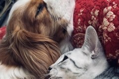 Cyler Egyptian Mau Silver Male #2 DOB 9-20-20