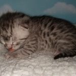 Mau, Silver, Male, DOB 9-20-20