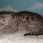 Mau, Silver, Male, DOB 9-20-20