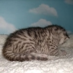 Mau, Silver, Male, DOB 9-20-20