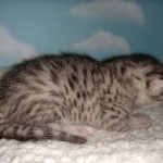 Mau, Silver, Male, DOB 9-20-20