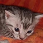 Mau, Silver, Male, DOB 9-20-20